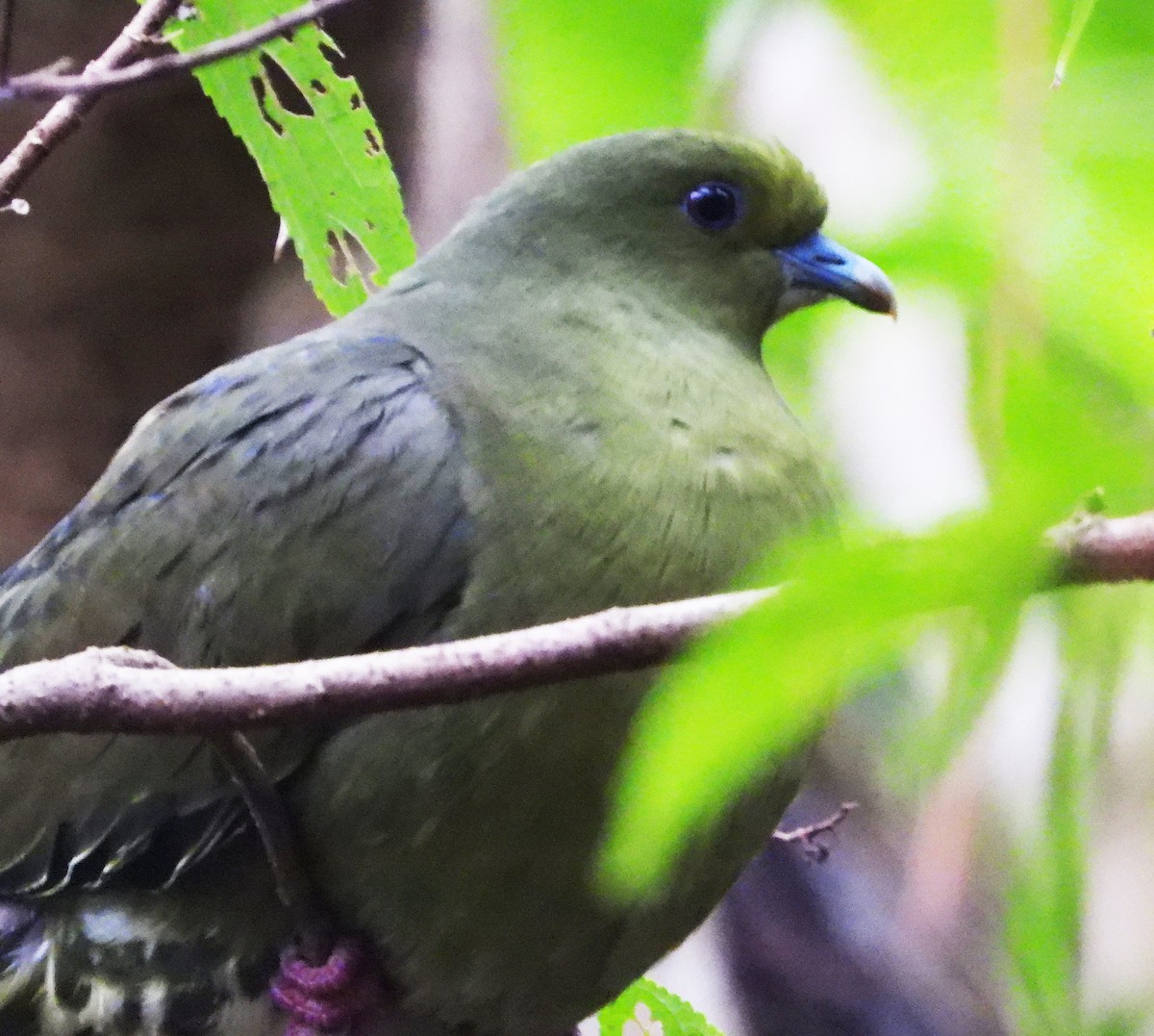 Тайваньский зелёный голубь (permagnus/medioximus) - ML616666289