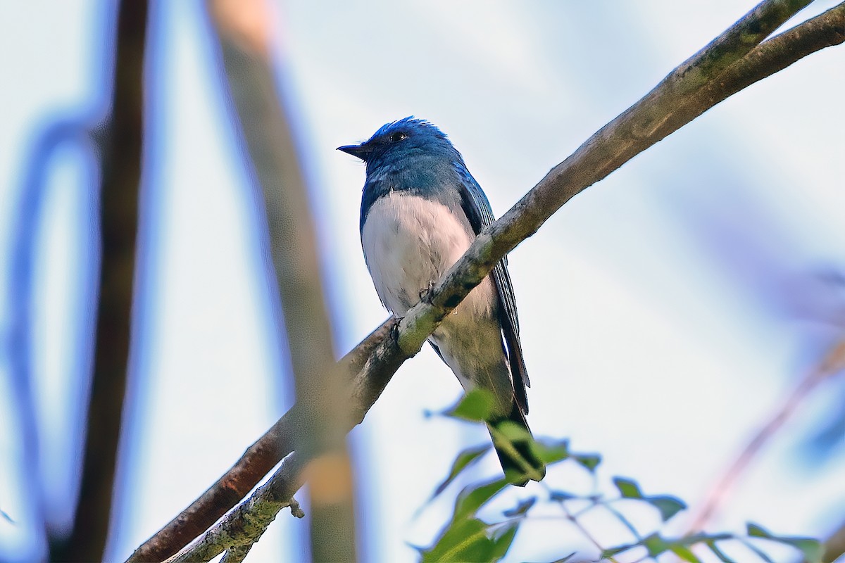 Blue-and-white Flycatcher - Knut Arne Monrad