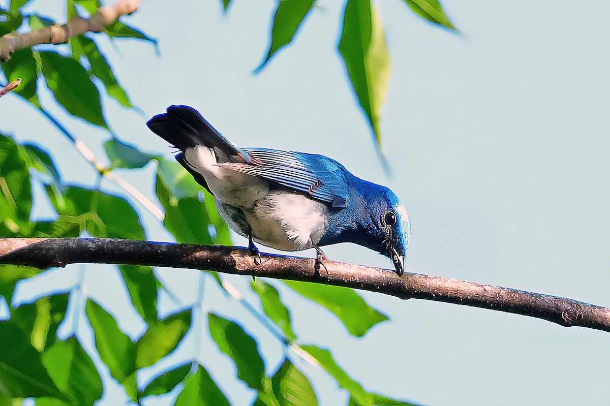 Blue-and-white Flycatcher - ML616666541