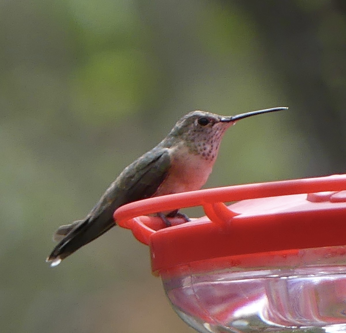 Broad-tailed Hummingbird - ML616666557