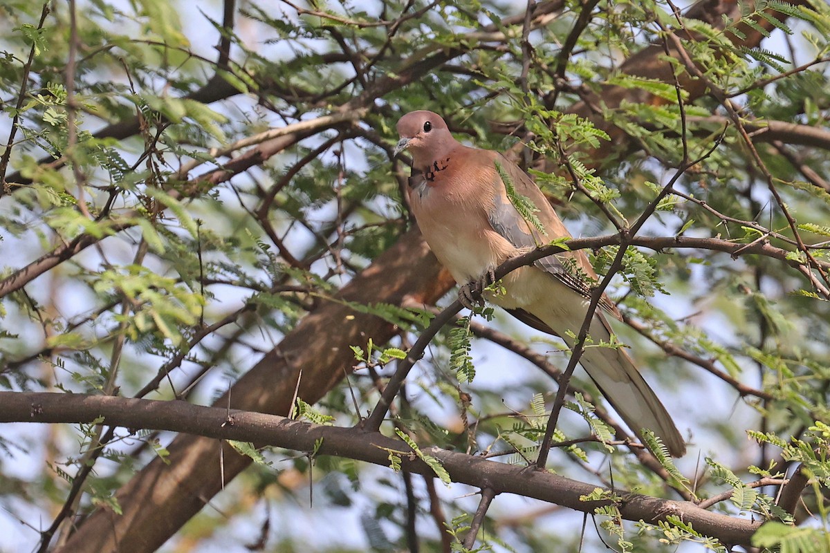 Laughing Dove - ML616666824