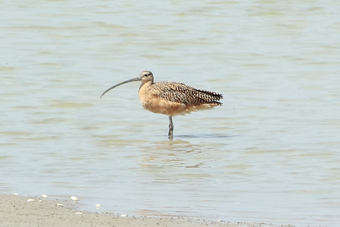 Long-billed Curlew - ML616667103