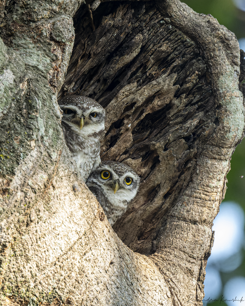 Spotted Owlet - ML616667114
