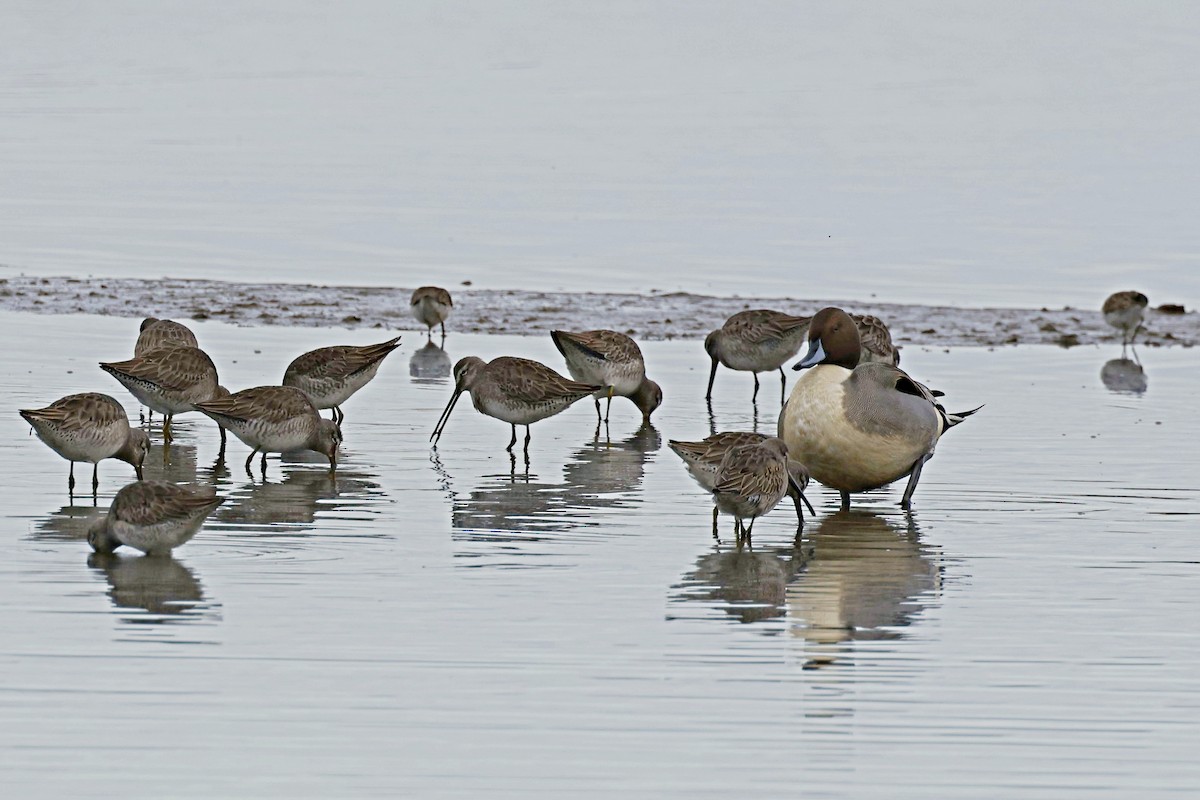 Long-billed Dowitcher - ML616667227