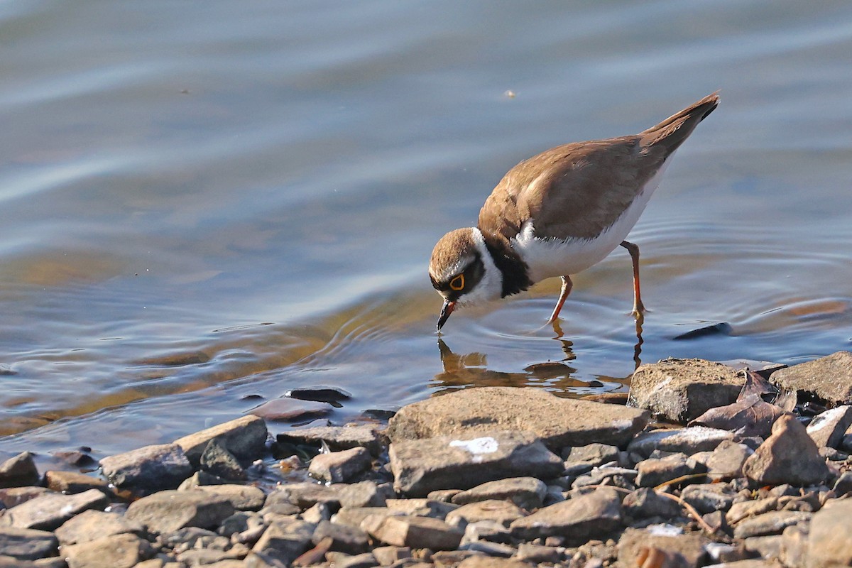 Little Ringed Plover - Michael O'Brien