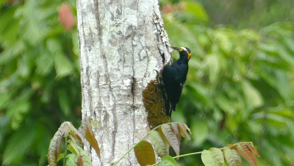 Yellow-tufted Woodpecker - Pierre Bonmariage