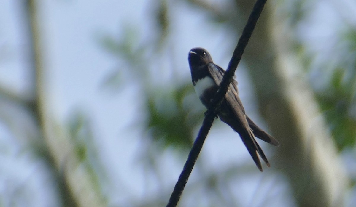 White-banded Swallow - ML616667396