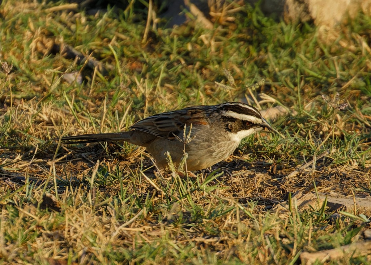 Stripe-headed Sparrow - ML616667423