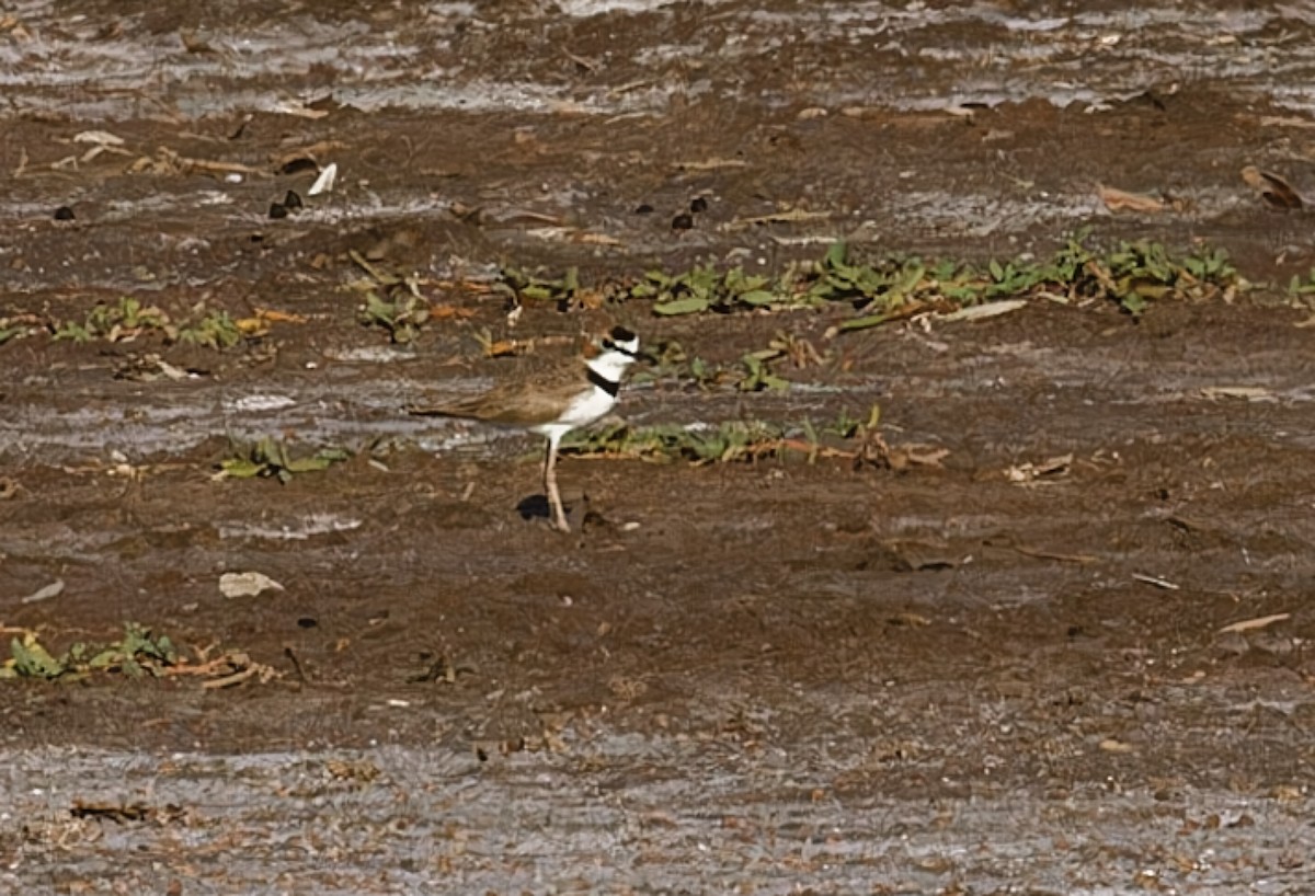 Collared Plover - ML616667457