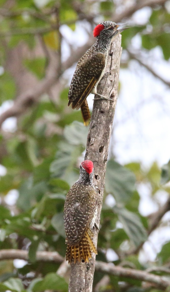 Nubian Woodpecker - ML616667538