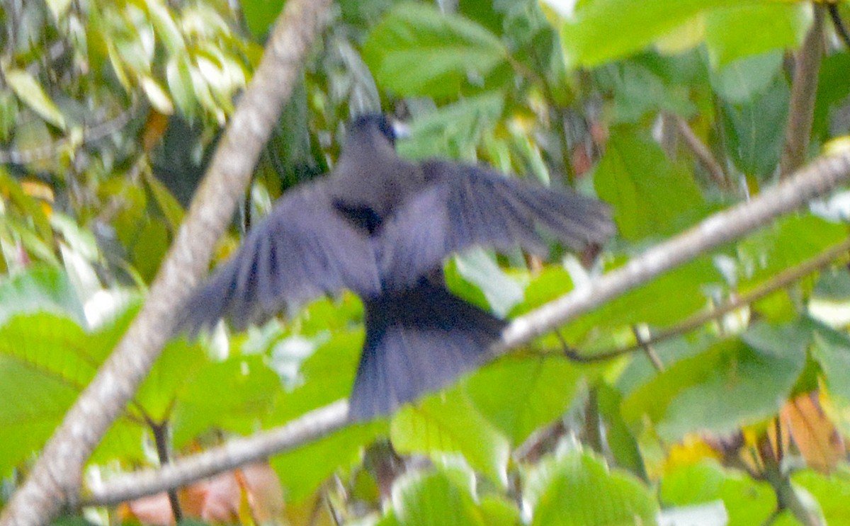 Jamaican Crow - ML616667599