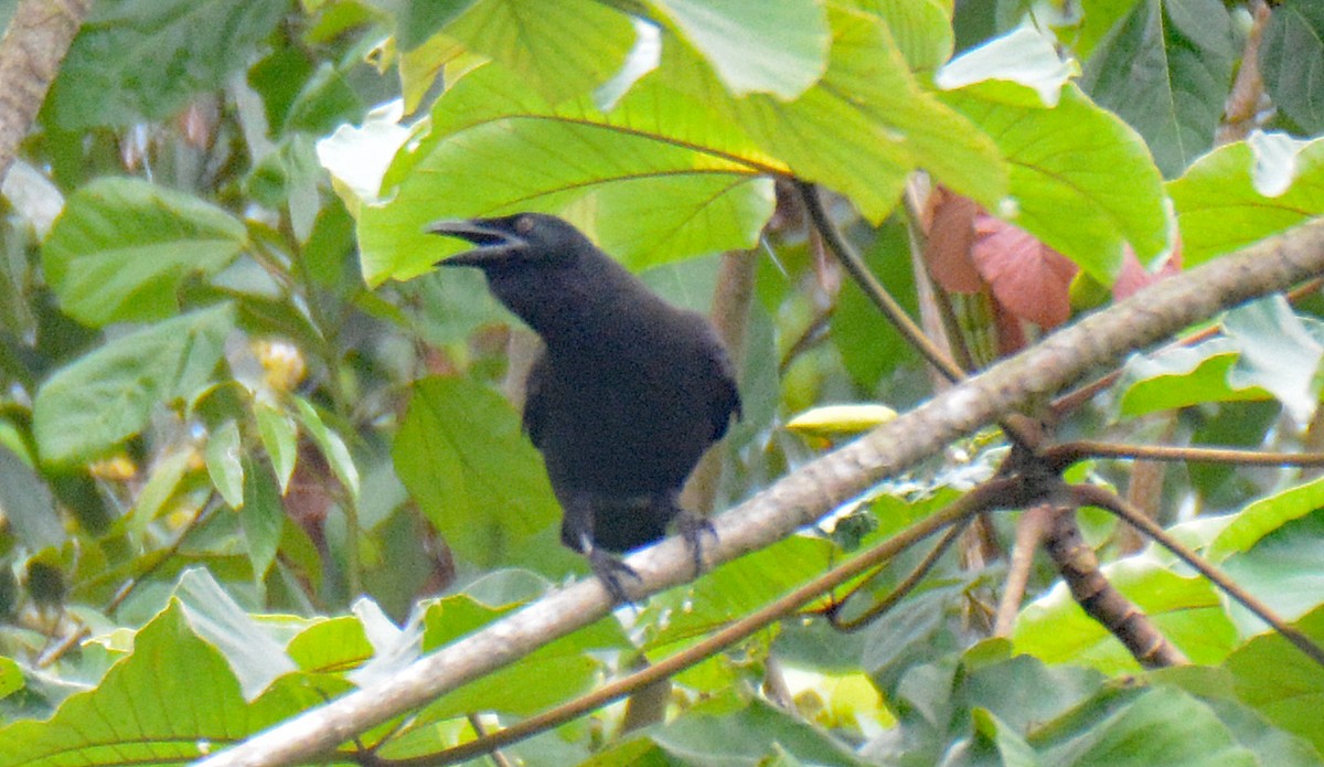 Jamaican Crow - ML616667600