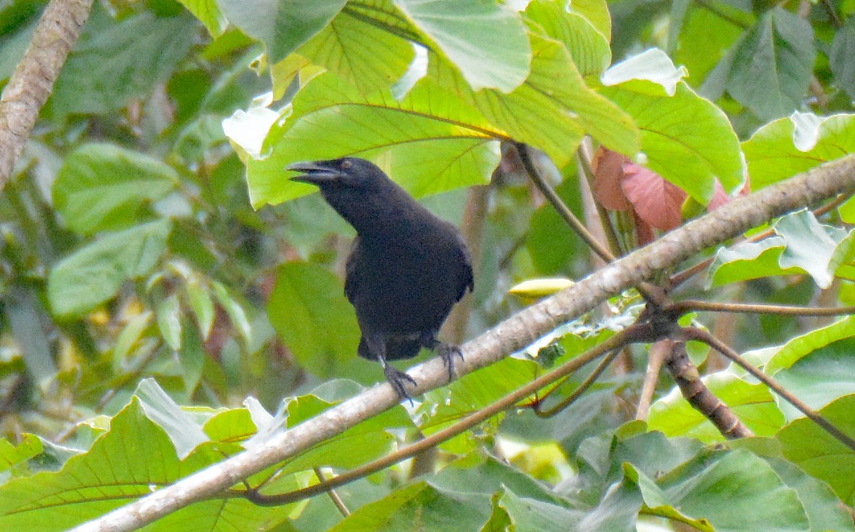 Jamaican Crow - ML616667601