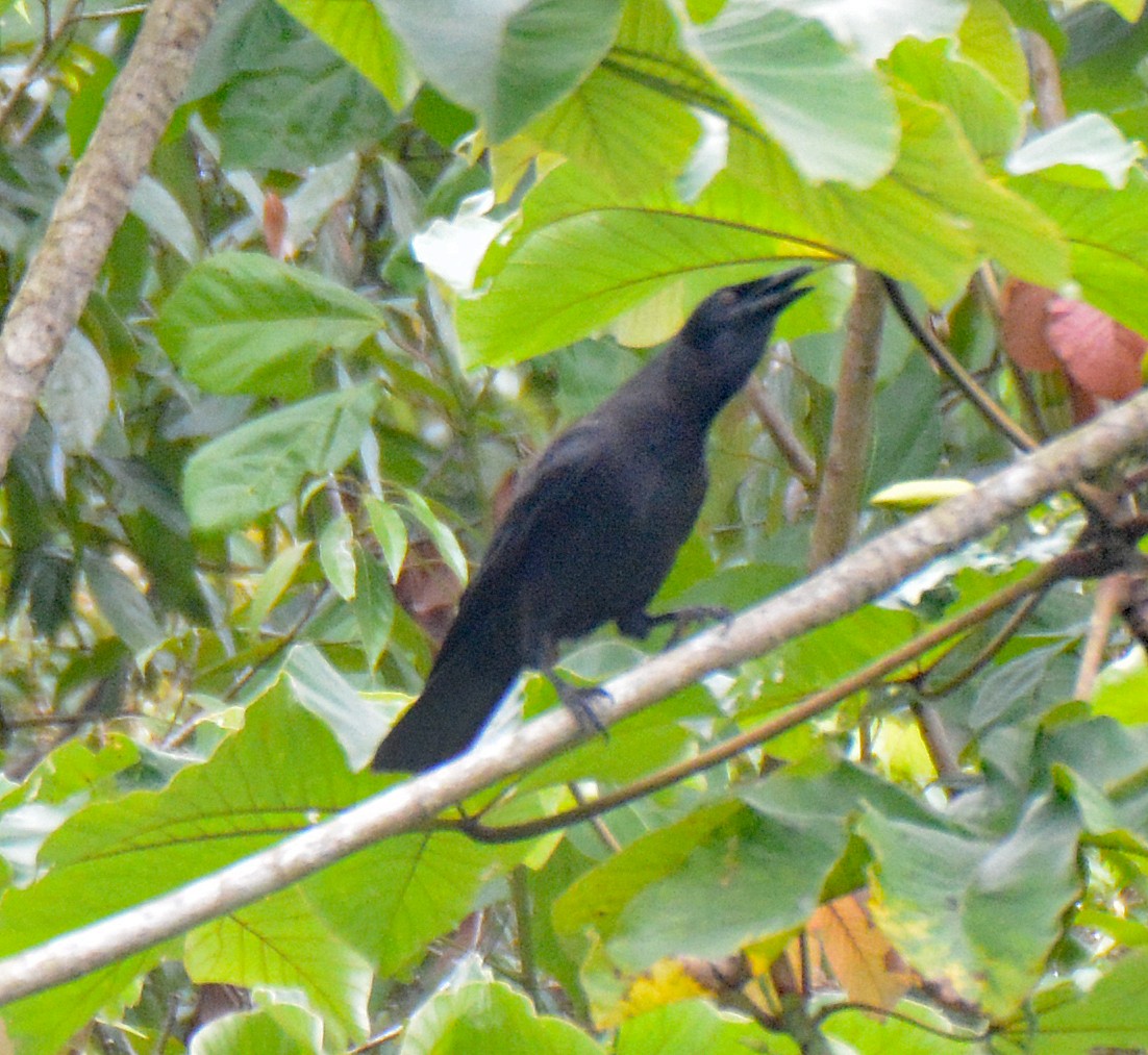 Jamaican Crow - ML616667602