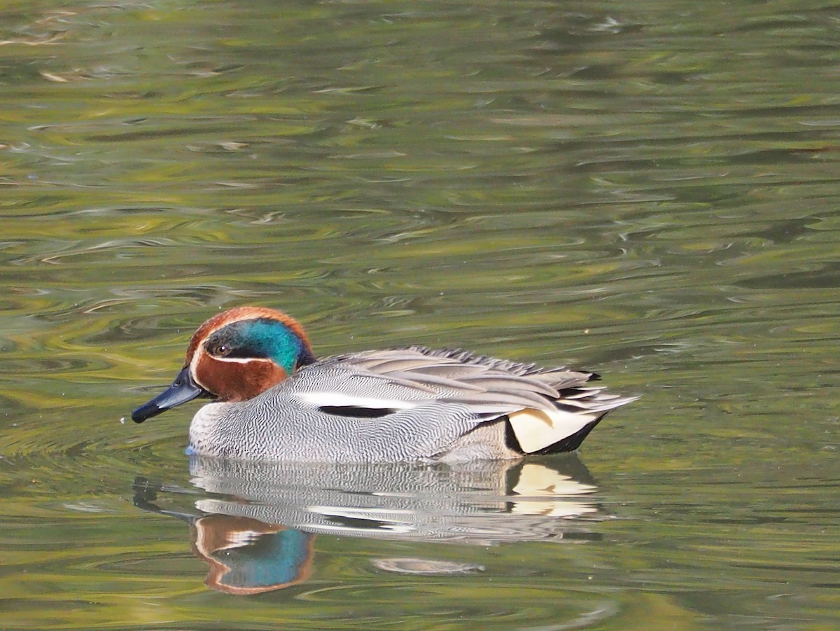 Green-winged Teal - ML616667639