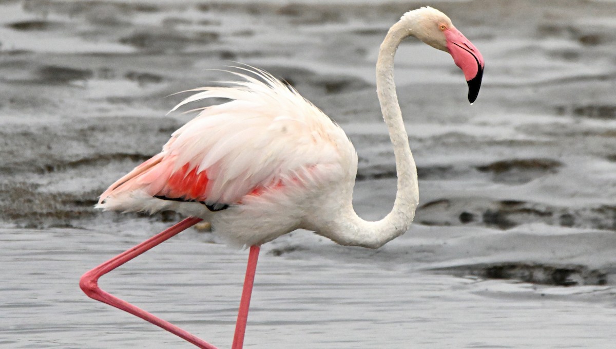 Greater Flamingo - Herb Marshall