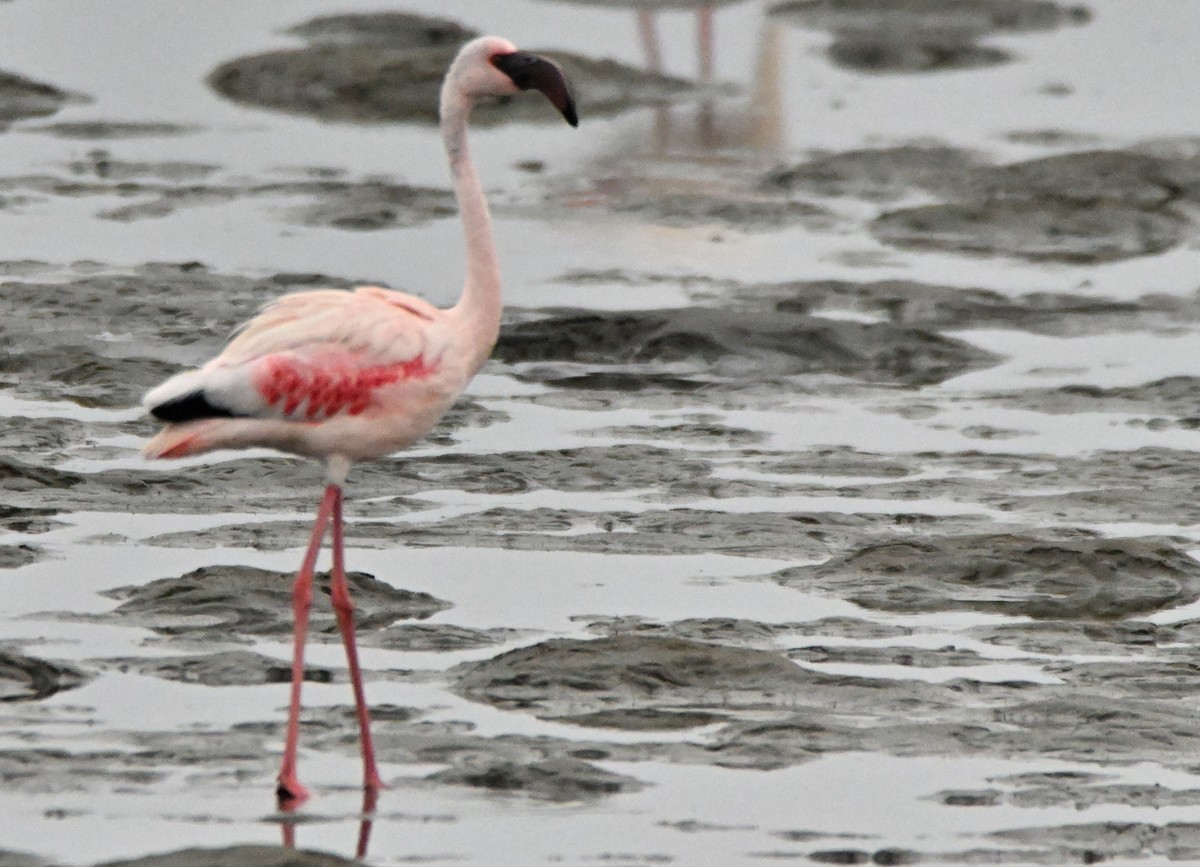 Lesser Flamingo - Herb Marshall