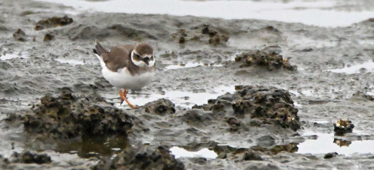 Common Ringed Plover - ML616667830