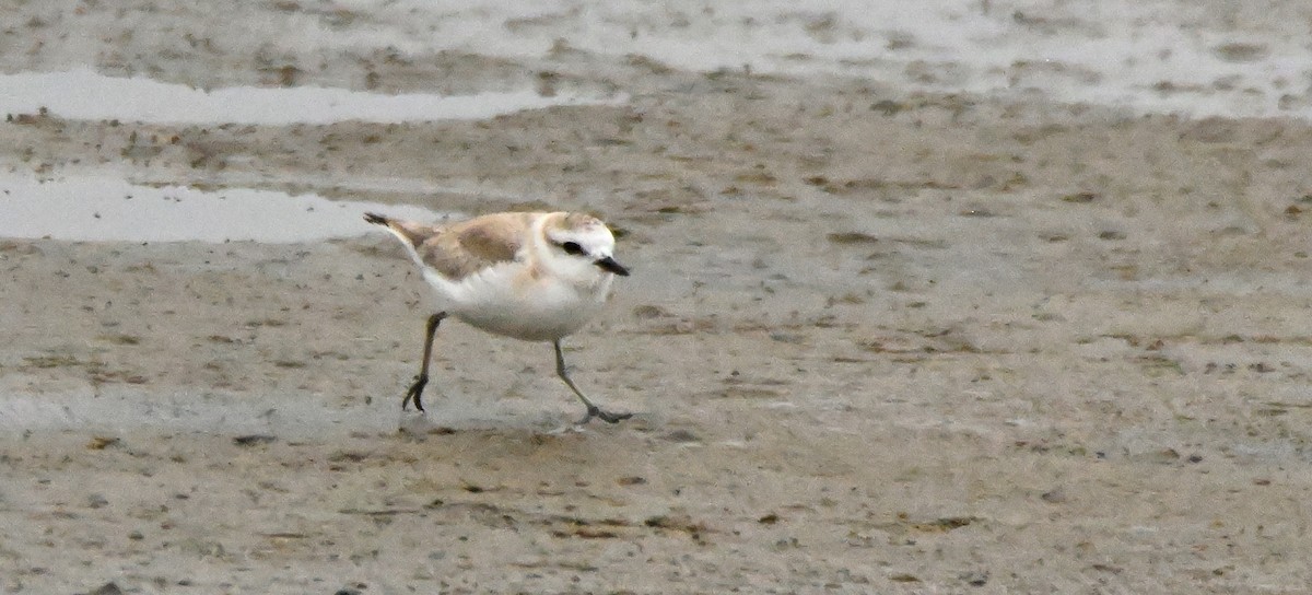 White-fronted Plover - Herb Marshall