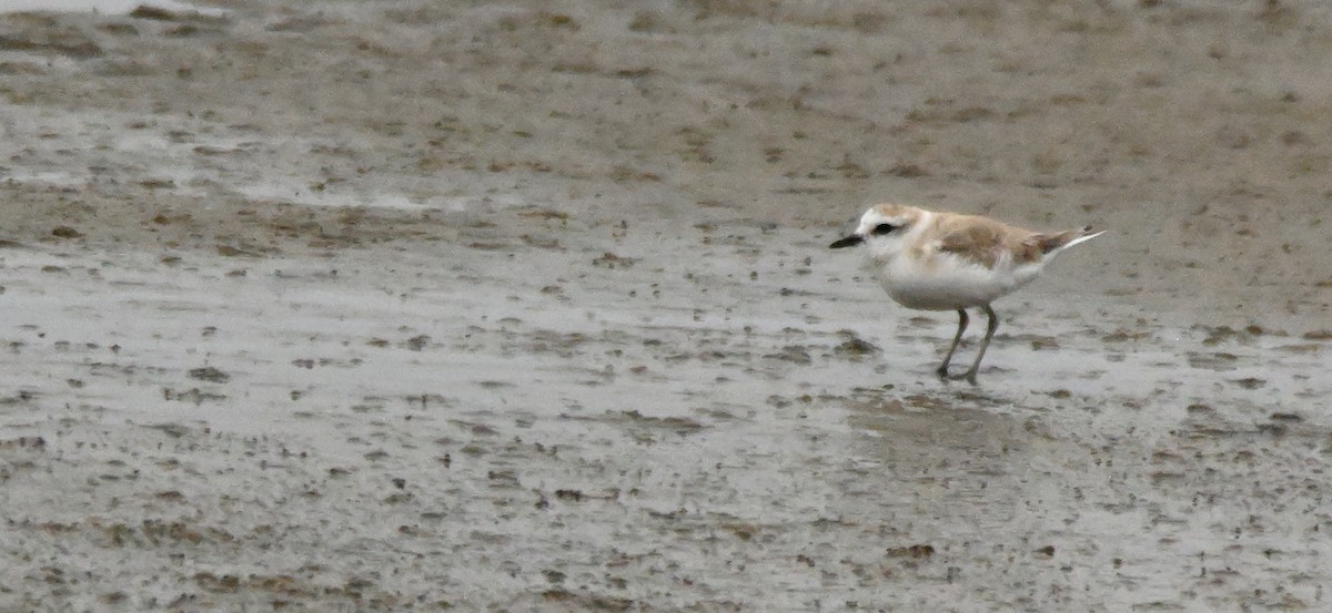 White-fronted Plover - ML616667844
