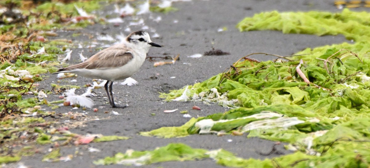 White-fronted Plover - Herb Marshall