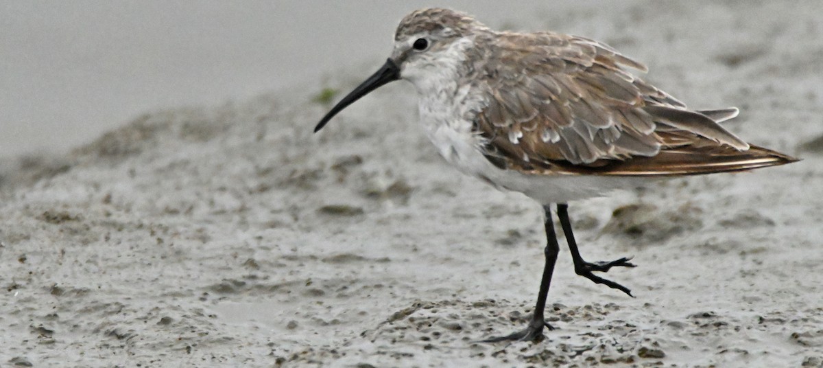 Curlew Sandpiper - Herb Marshall