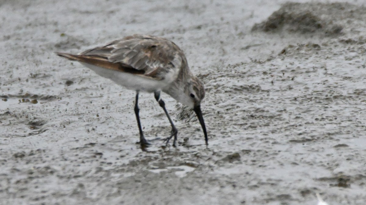 Curlew Sandpiper - Herb Marshall