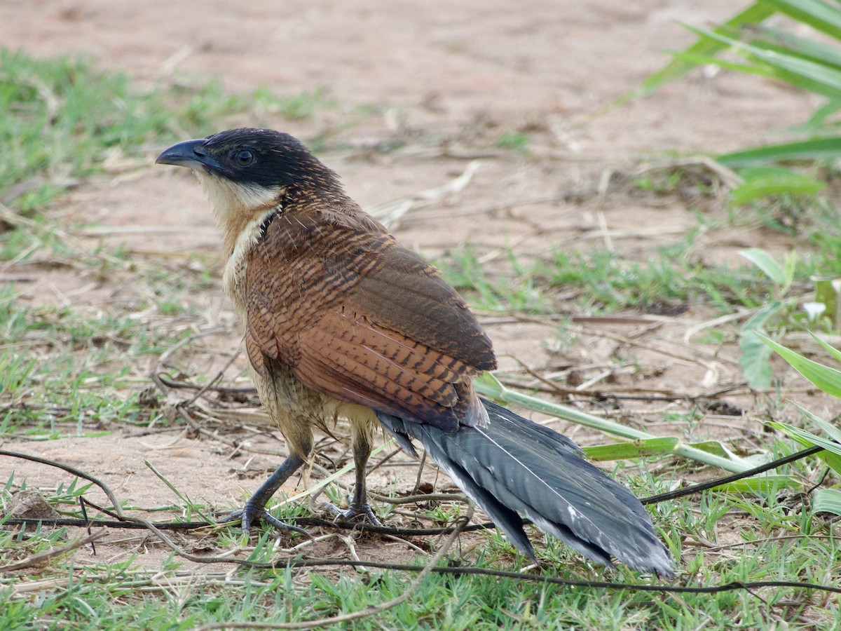 White-browed Coucal (Burchell's) - ML616667903