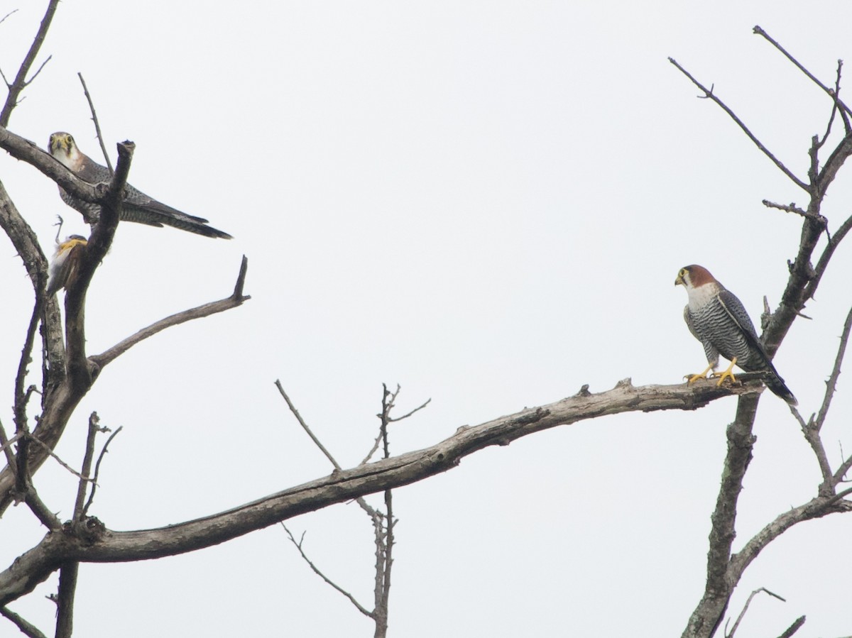 Red-necked Falcon - ML616667911
