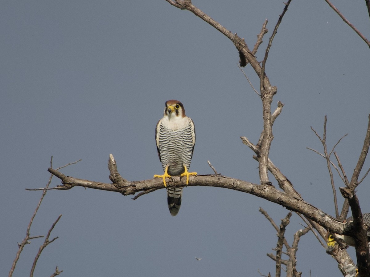 Red-necked Falcon - GARY DOUGLAS