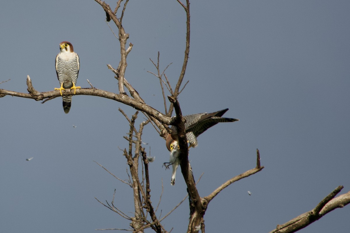 Red-necked Falcon - ML616667915