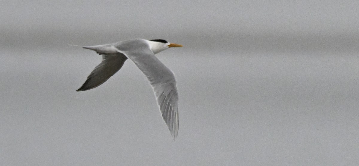 Great Crested Tern - Herb Marshall