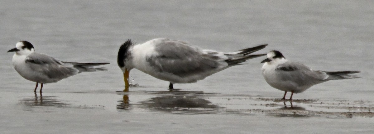 Great Crested Tern - ML616667917