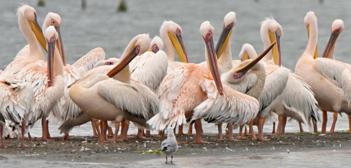 Great White Pelican - Herb Marshall