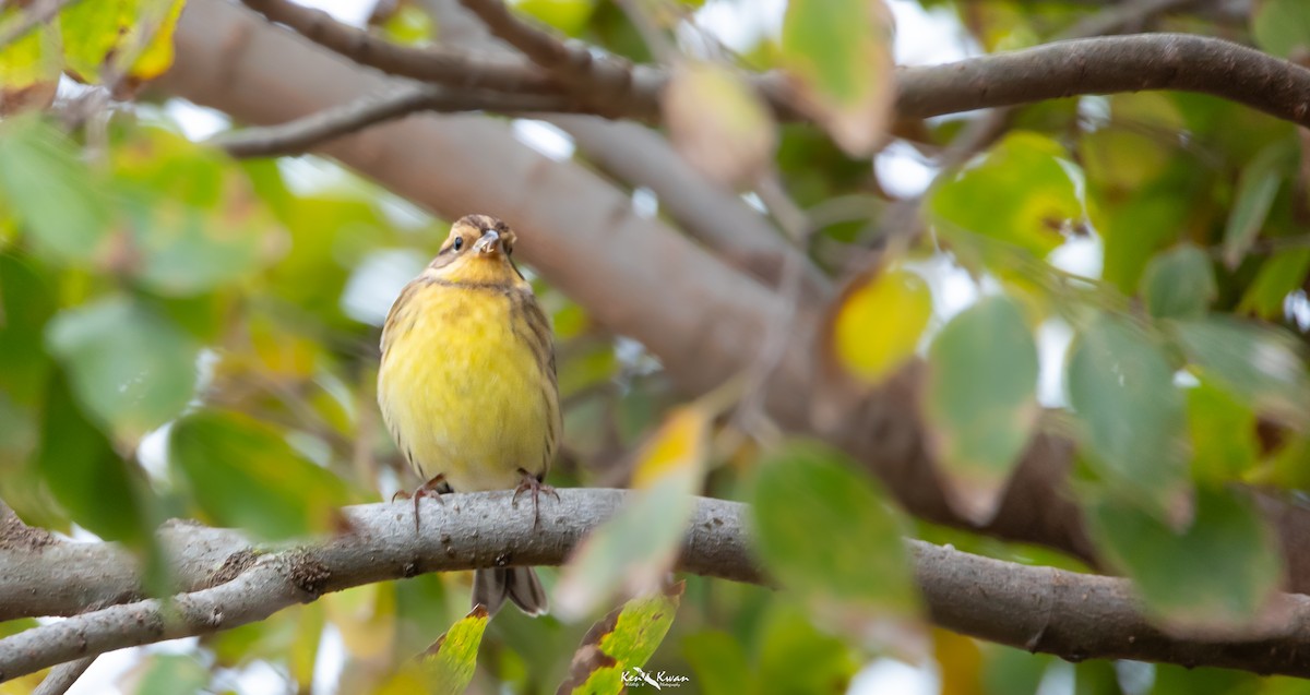 Yellow-breasted Bunting - ML616668124