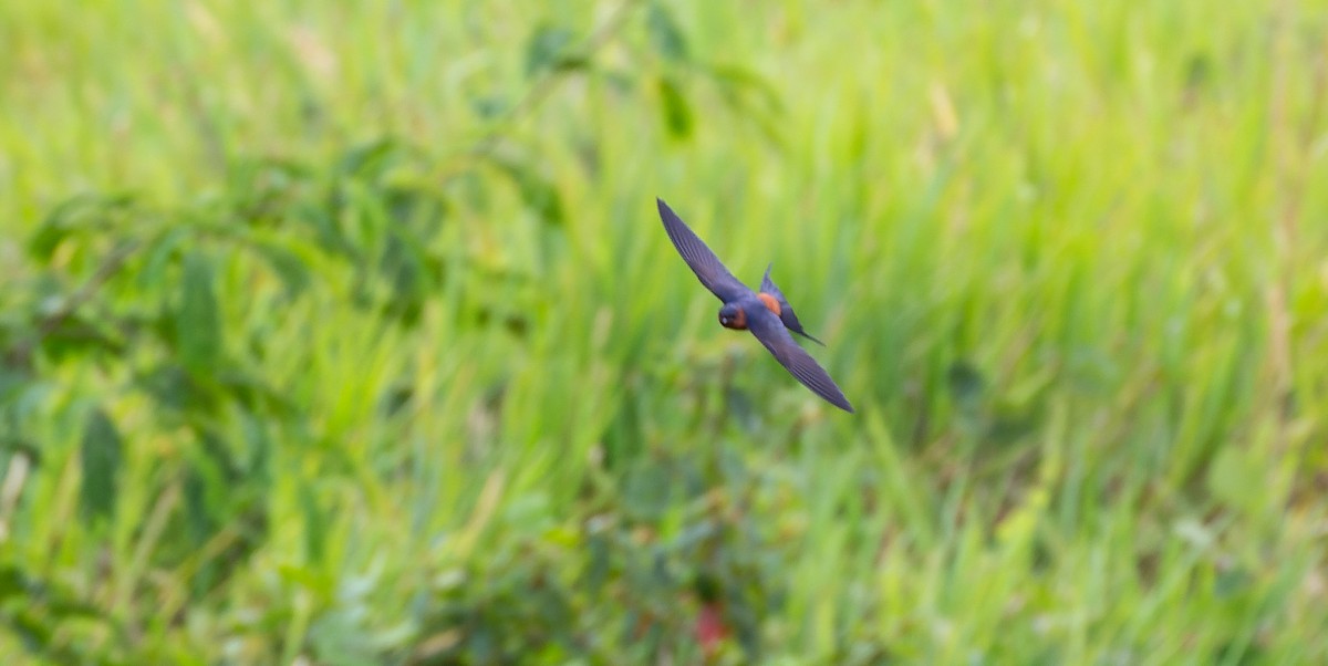 Rufous-bellied Swallow - Brian Small