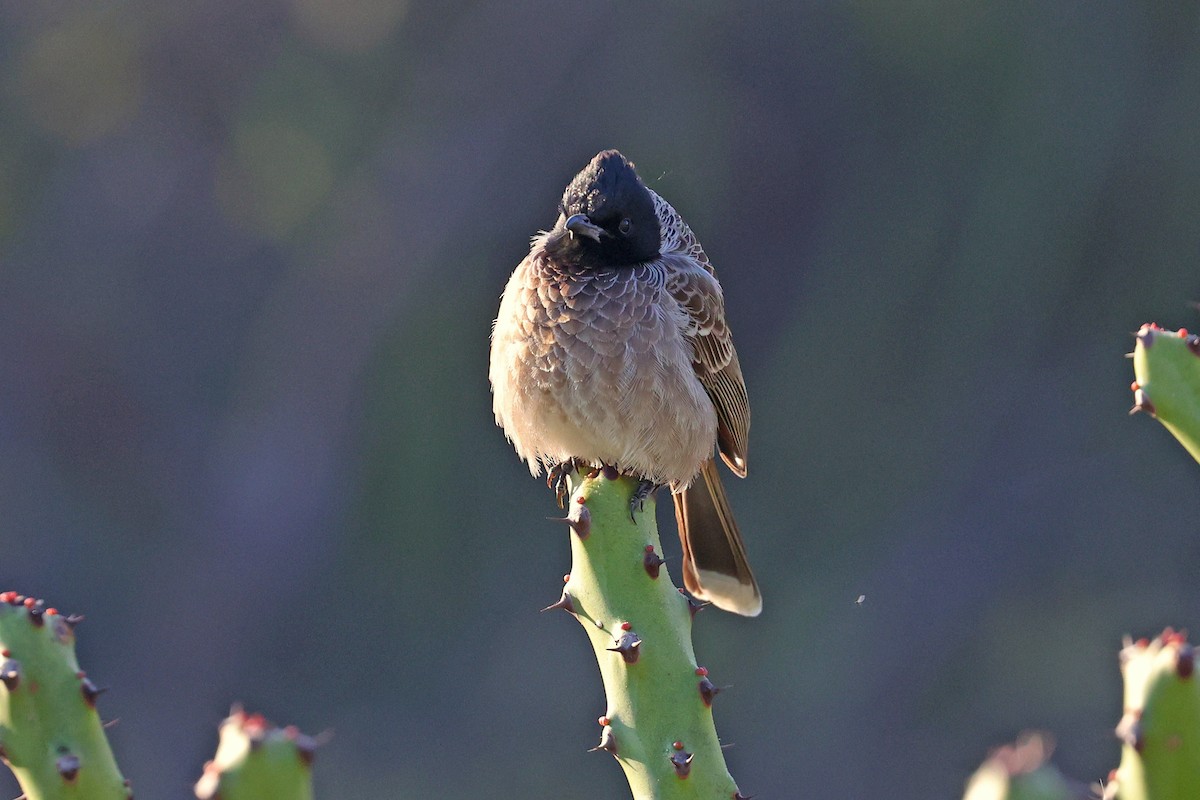 Red-vented Bulbul - ML616668210