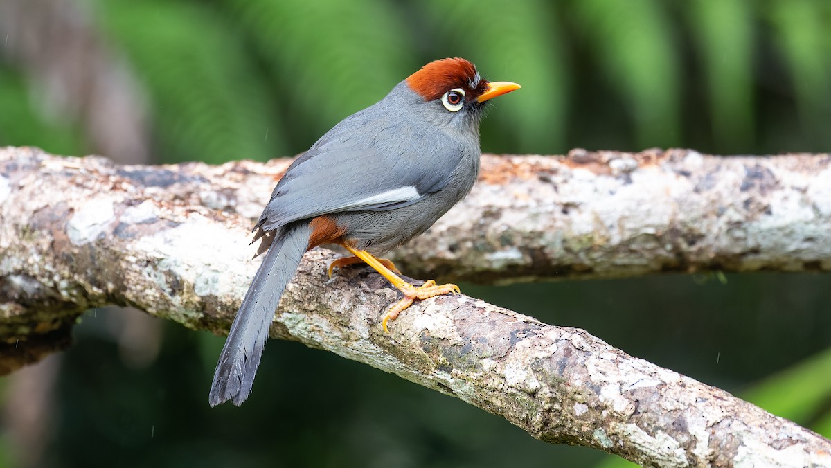Chestnut-capped Laughingthrush - Brian Small