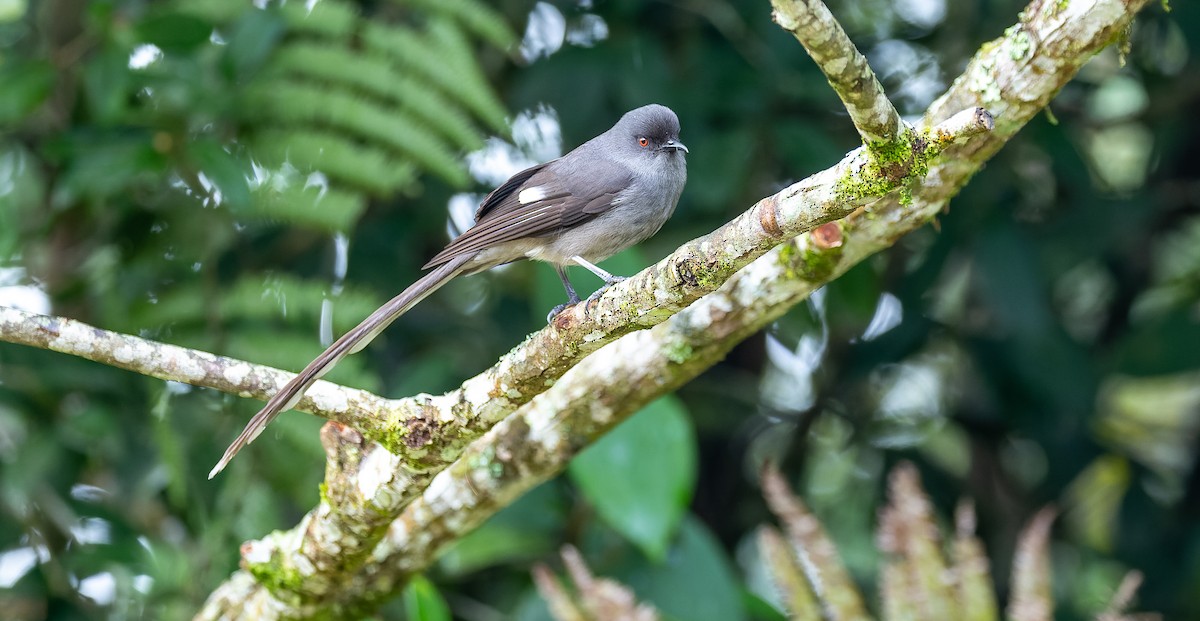 Long-tailed Sibia - Brian Small