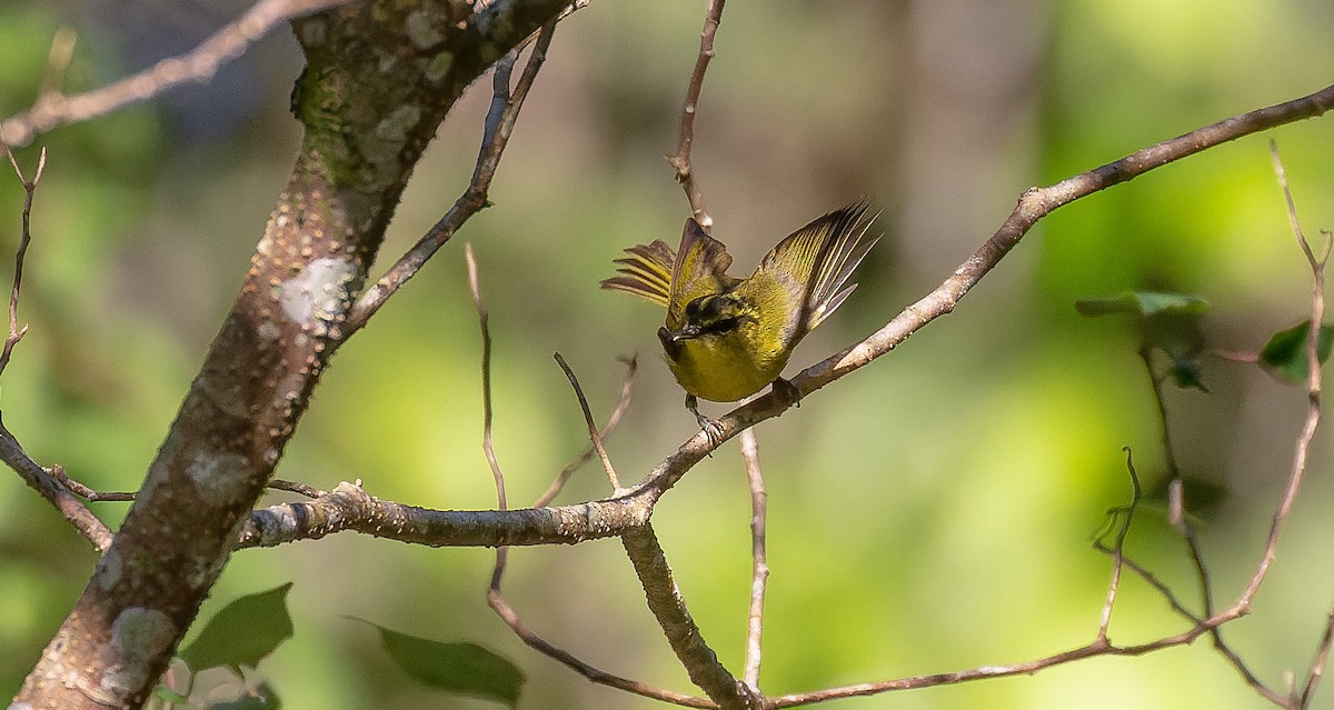 Mountain Leaf Warbler - Brian Small
