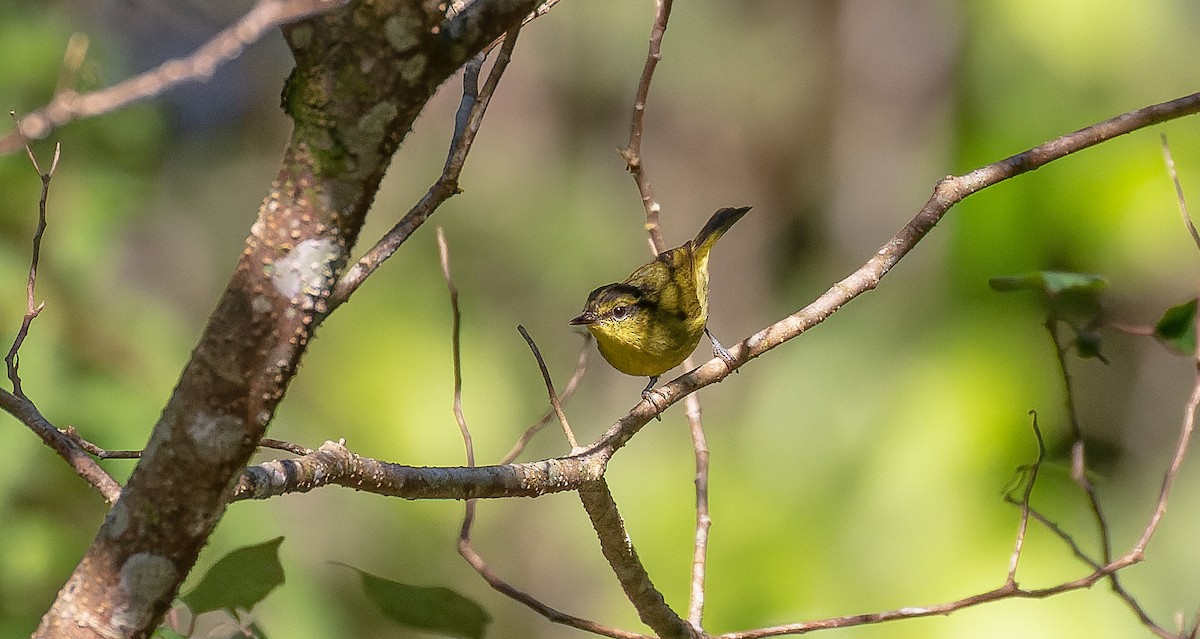 Mountain Leaf Warbler - Brian Small
