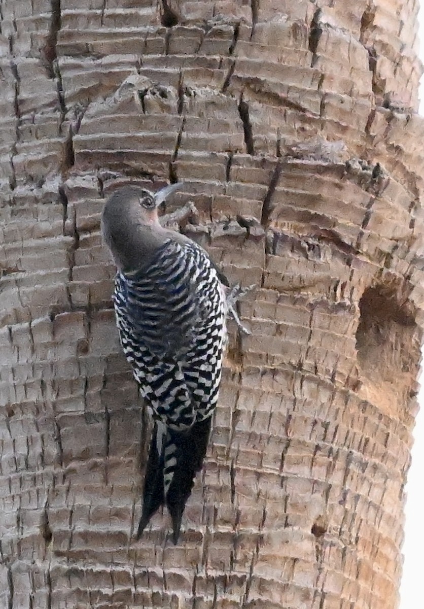 Gray-breasted Woodpecker - ML616668441