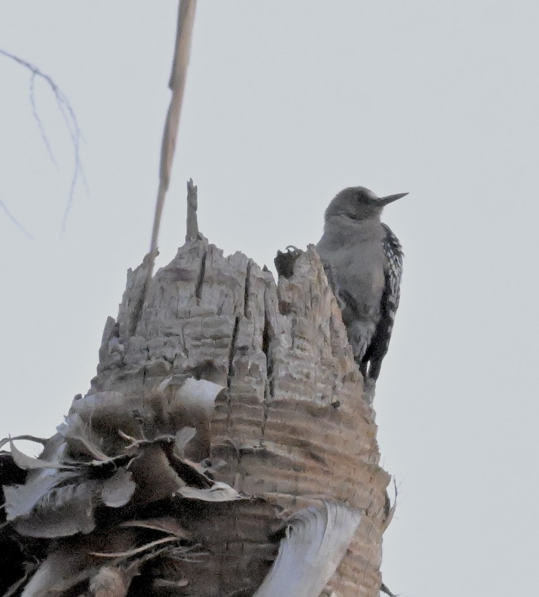 Gray-breasted Woodpecker - ML616668442
