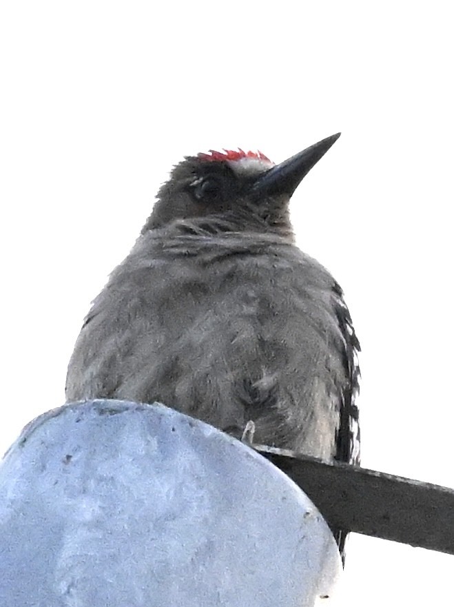 Gray-breasted Woodpecker - Andrés Ornelas