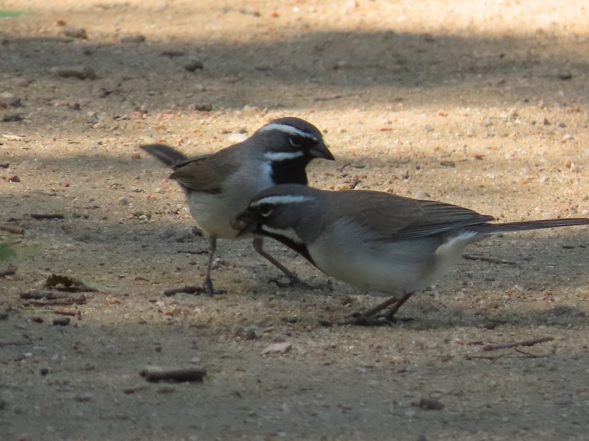 Black-throated Sparrow - ML616668452