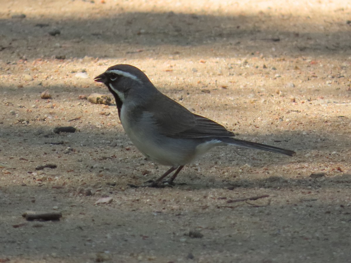 Black-throated Sparrow - ML616668454