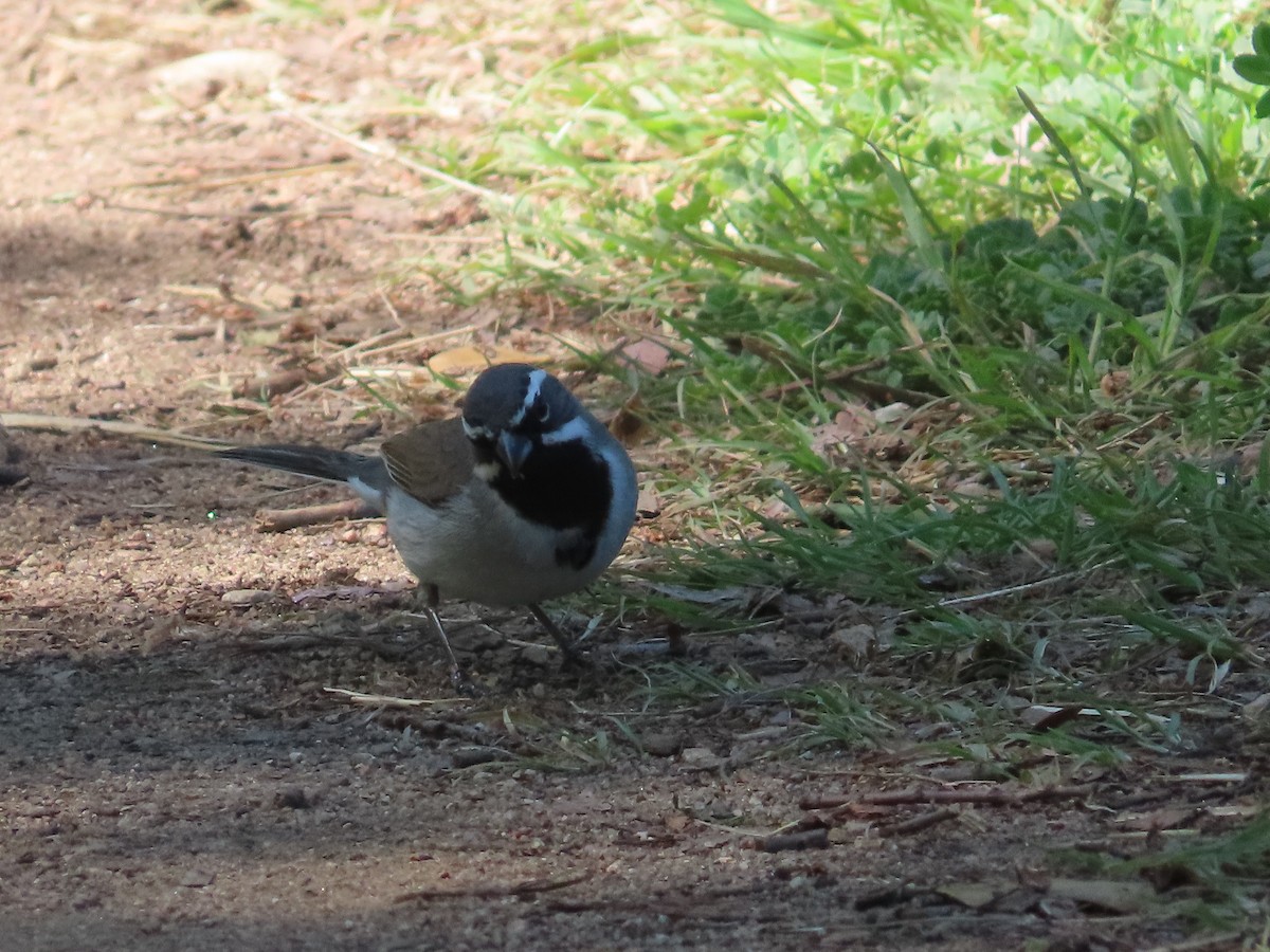 Black-throated Sparrow - ML616668456