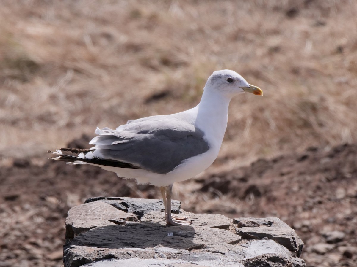 Yellow-legged Gull (atlantis) - ML616668579