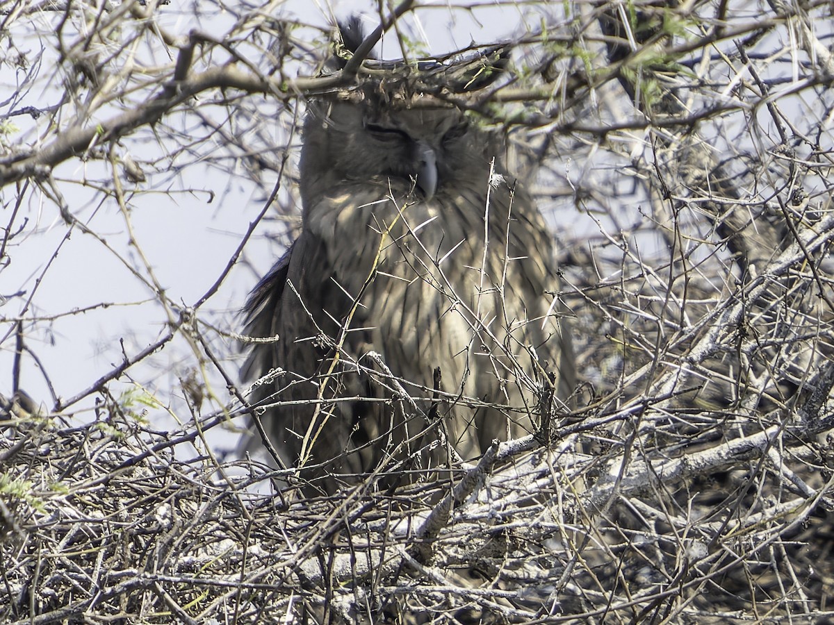 Dusky Eagle-Owl - ML616668609