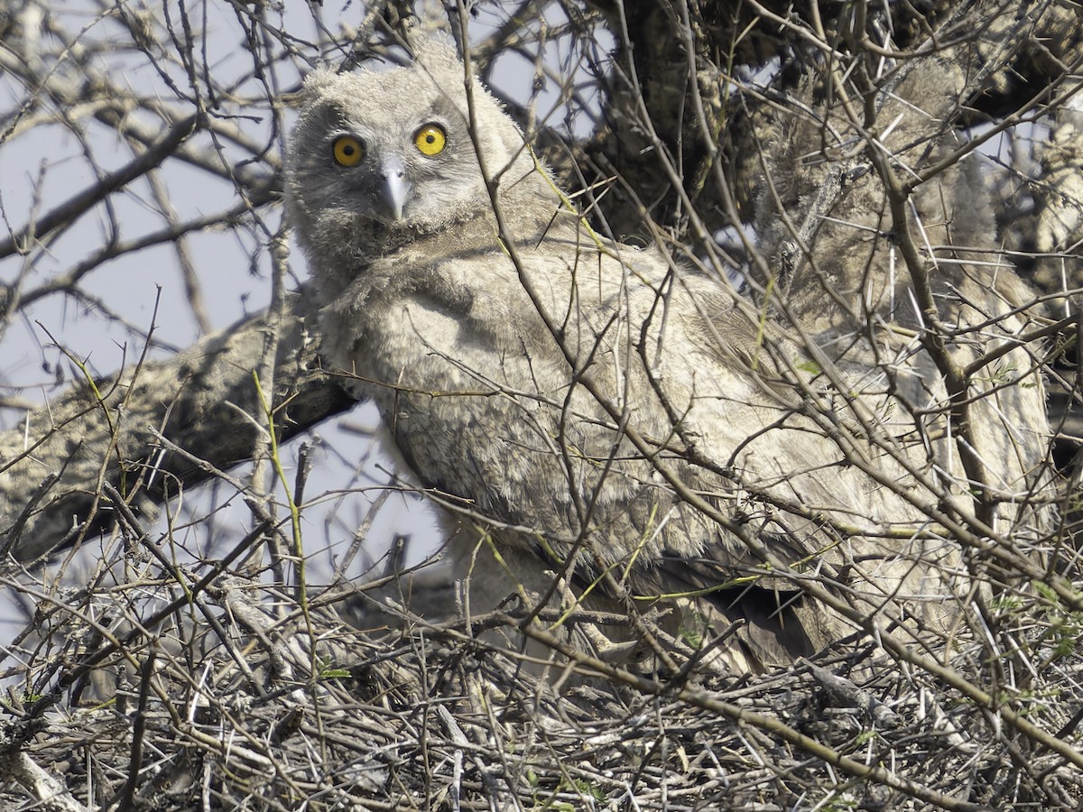 Dusky Eagle-Owl - ML616668614